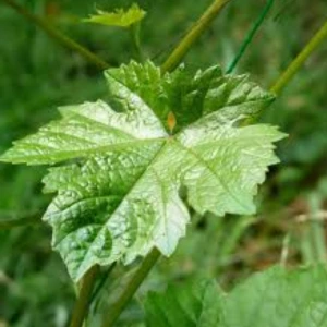 Resveratrol